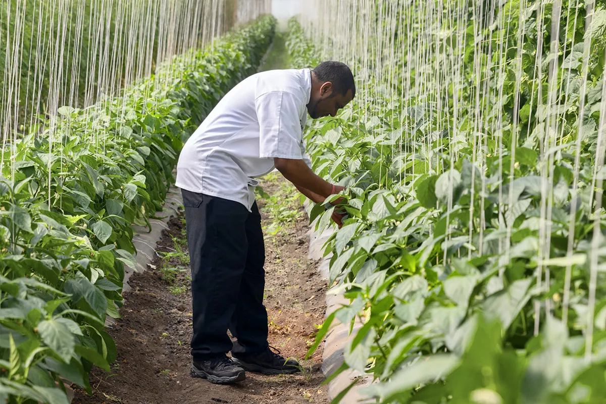 farmer checking on his crops