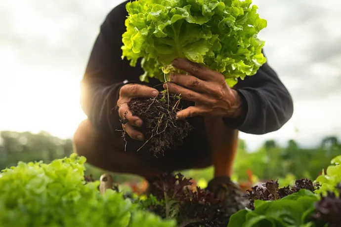 farmer holding fresh Batavia lettuce